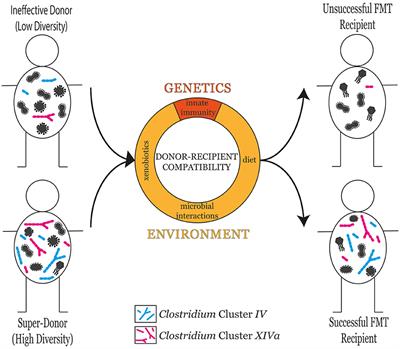 The Super-Donor Phenomenon in Fecal Microbiota Transplantation